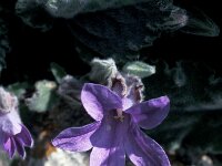 Campanula andrewsii 3, Saxifraga-Jan van der Straaten
