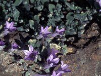 Campanula andrewsii 6, Saxifraga-Jan van der Straaten