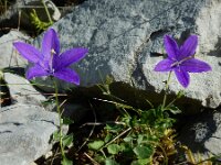Campanula arvatica 4, Saxifraga-Ed Stikvoort : Espinama - Fuente Dé - Regugio de Aliva s9900