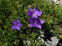 Campanula arvatica 5, Saxifraga-Ed Stikvoort : Espinama - Fuente Dé - Regugio de Aliva s9900