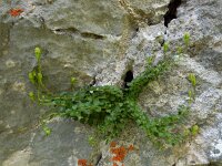 Campanula arvatica 7, Saxifraga-Ed Stikvoort : ZW van Cordiñanes de Valdeón s9900