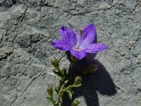 Campanula arvatica 9, Saxifraga-Ed Stikvoort : Espinama - Fuente Dé - Regugio de Aliva s9900