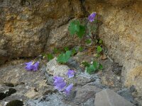 Campanula bayerniana 2, Saxifraga-Ed Stikvoort