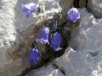Campanula cochleariifolia 12, Saxifraga-Jan van der Straaten