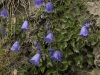 Campanula cochleariifolia 15, Saxifraga-Willem van Kruijsbergen