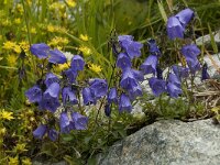 Campanula cochleariifolia 16, Saxifraga-Willem van Kruijsbergen