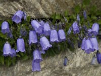 Campanula cochleariifolia 17, Saxifraga-Willem van Kruijsbergen