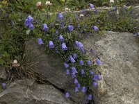 Campanula cochleariifolia 18, Saxifraga-Willem van Kruijsbergen
