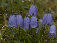 Campanula cochleariifolia 19, Saxifraga-Willem van Kruijsbergen
