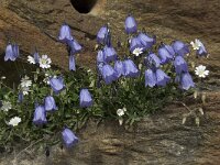 Campanula cochleariifolia 20, Saxifraga-Willem van Kruijsbergen