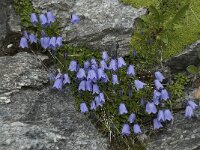 Campanula cochleariifolia 21, Saxifraga-Willem van Kruijsbergen