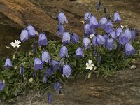 Campanula cochleariifolia 24, Saxifraga-Willem van Kruijsbergen