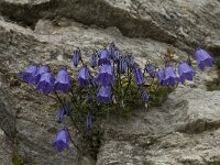 Campanula cochleariifolia 25, Saxifraga-Willem van Kruijsbergen