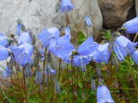 Campanula cochleariifolia 29, Saxifraga-Ed Stikvoort
