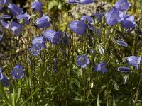 Campanula cochleariifolia 3, Saxifraga-Willem van Kruijsbergen
