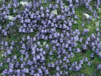 Campanula cochleariifolia 48, Saxifraga-Jan van der Straaten