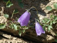Campanula cochleariifolia 6, Saxifraga-Jan van der Straaten