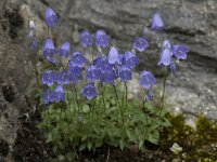Campanula cochleariifolia 8, Saxifraga-Willem van Kruijsbergen