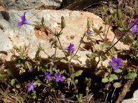 Campanula drabifolia 2, Saxifraga-Ed Stikvoort : Marathias - Vathi Ithaki s9900
