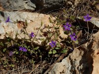 Campanula drabifolia 4, Saxifraga-Ed Stikvoort : Marathias - Vathi Ithaki s9900