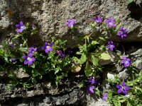 Campanula drabifolia 5, Saxifraga-Ed Stikvoort : Kato Gerakari en Alikana s9900