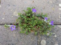 Campanula drabifolia 6, Saxifraga-Ed Stikvoort : Kato Gerakari en Alikana s9900