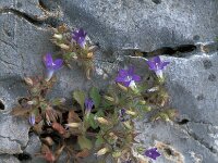 Campanula drabifolia 7, Saxifraga-Jan van der Straaten