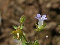 Campanula erinus 2, Saxifraga-Jeroen Willemsen