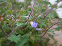 Campanula erinus 4, Saxifraga-Ed Stikvoort