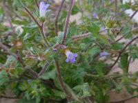 Campanula erinus 5, Saxifraga-Ed Stikvoort