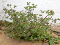 Campanula erinus 6, Saxifraga-Ed Stikvoort