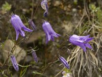 Campanula excisa 2, Saxifraga-Willem van Kruijsbergen