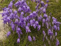 Campanula excisa 4, Saxifraga-Willem van Kruijsbergen