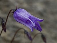 Campanula excisa 5, Saxifraga-Willem van Kruijsbergen