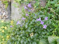 Campanula fenestrellata 2, Saxifraga-Rutger Barendse