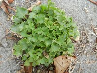 Campanula fenestrellata 3, Saxifraga-Rutger Barendse