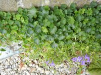 Campanula fenestrellata 4, Saxifraga-Rutger Barendse