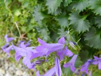 Campanula fenestrellata 5, Saxifraga-Rutger Barendse