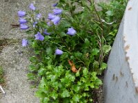Campanula fenestrellata 6, Saxifraga-Rutger Barendse
