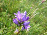 Campanula glomerata 13, Kluwenklokje, Saxifraga-Jasenka Topic