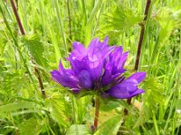 Campanula glomerata 24, Kluwenklokje, Saxifraga-Rutger Barendse