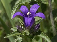 Campanula glomerata 38, Kluwenklokje, Saxifraga-Willem van Kruijsbergen