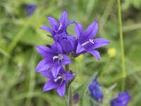 Campanula glomerata 67, Kluwenklokje, Saxifraga-Willem van Kruijsbergen