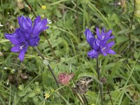 Campanula glomerata 68, Kluwenklokje, Saxifraga-Willem van Kruijsbergen