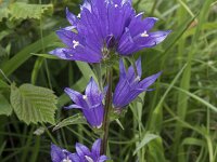 Campanula glomerata 69, Kluwenklokje, Saxifraga-Willem van Kruijsbergen