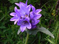 Campanula glomerata ssp caucasica 30, Saxifraga-Ed Stikvoort