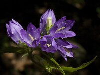 Campanula glomerata ssp glomerata 17, Kluwenklokje, Saxifraga-Willem van Kruijsbergen