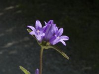 Campanula glomerata ssp glomerata 4, Kluwenklokje, Saxifraga-Jan van der Straaten