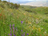Campanula glomerata ssp oblongifolia 57, Saxifraga-Ed Stikvoort