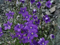 Campanula hawkinsiana 2, Saxifraga-Harry Jans